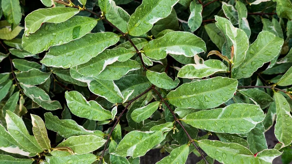 Zbliżenie Zielonych Liści Pokrytych Kroplami Deszczu Polu — Zdjęcie stockowe