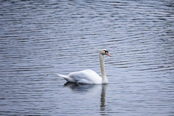 Ένας Χαριτωμένος Λευκός Κύκνος Που Κολυμπάει Στη Λίμνη — Φωτογραφία Αρχείου