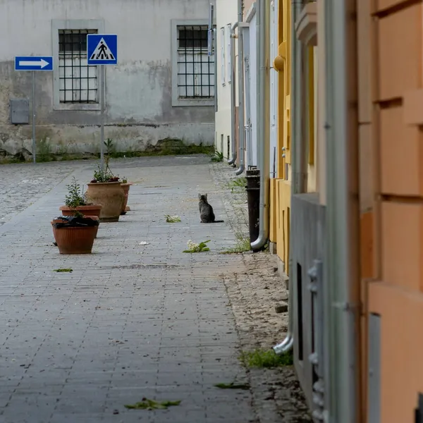 Pequeño Gato Vieja Calle Vacía Petrovaradin Novi Sad Serbia —  Fotos de Stock