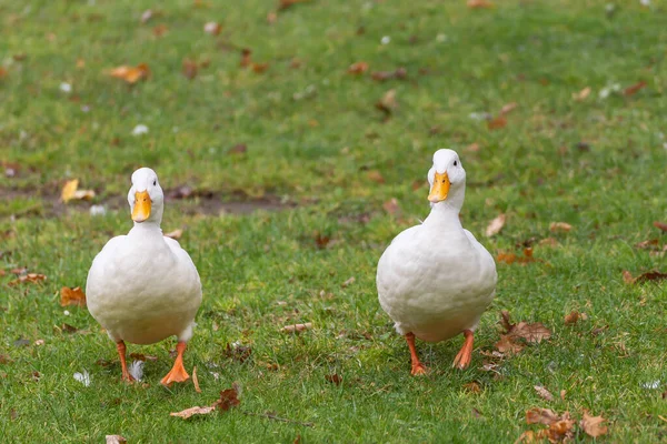 Due Simpatici Anatre Domestiche Drake White Call Anas Platyrhynchos Erba — Foto Stock