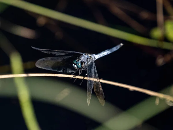 Tiro Seletivo Foco Skimmer Branco Cauda Orthetrum Albistylum Descansa Galho — Fotografia de Stock