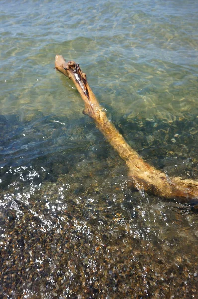 Vertical Shot Driftwood Floating Sea — Stock Fotó
