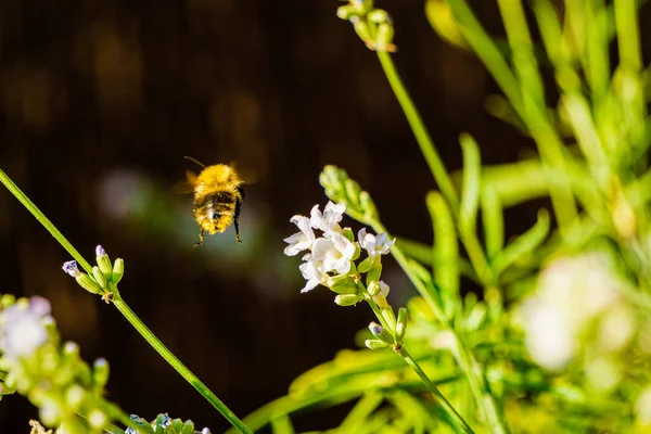 蜜蜂向花朵飞去的特写镜头 选定重点 — 图库照片
