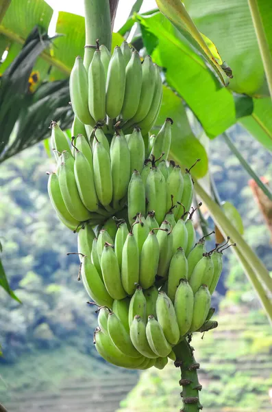 Вертикальний Шар Зелених Бананів Росте Лусоні Філіппіни — стокове фото
