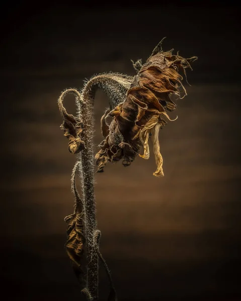 Plan Vertical Tournesol Sec Sur Fond Sombre — Photo