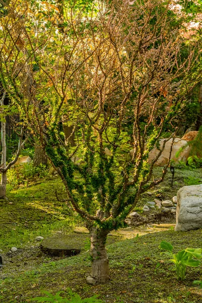 Plano Vertical Árbol Con Largas Ramas Extendidas Prado — Foto de Stock