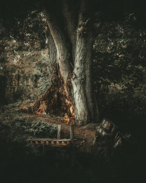 Plan Vertical Arbre Dans Une Forêt Sombre — Photo