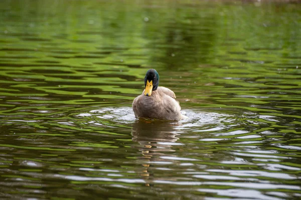 Canard Colvert Mâle Mignon Nageant Dans Lac — Photo