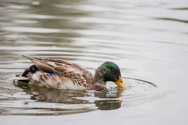 Cute Male Mallard Duck Swimming Lake — Stock Photo, Image