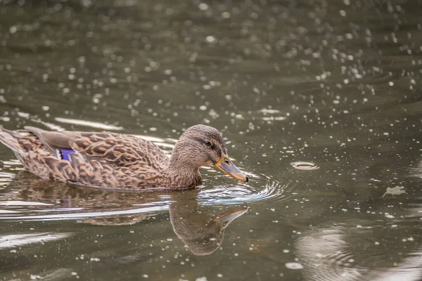 Pato Reais Fêmea Nadando Lago — Fotografia de Stock