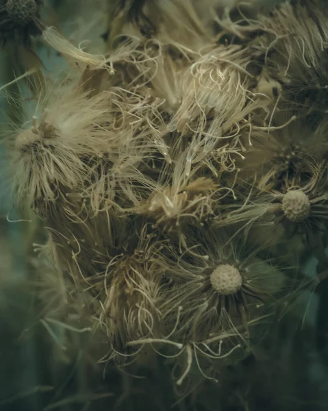 Een Verticaal Shot Van Droge Bloemen Voor Behang Achtergrond — Stockfoto