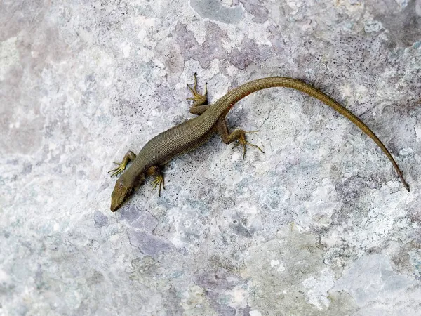 Una Lucertola Dinarolacerta Mosorensis Striscia Sul Muro Croazia — Foto Stock