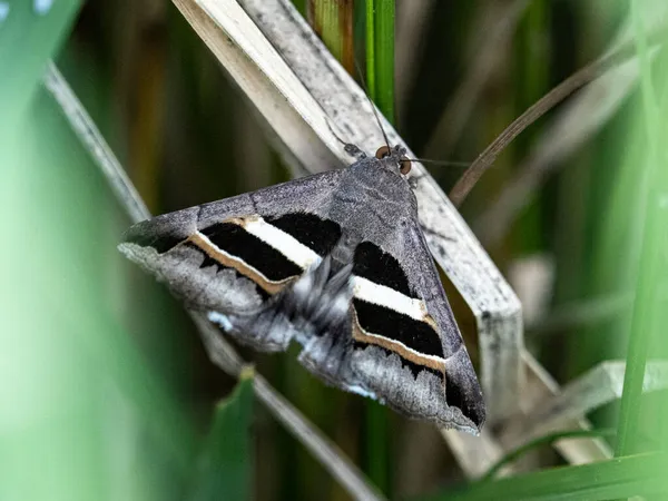 Uma Geometrica Grammodes Repousa Sobre Uma Folha Seca Campo Arroz — Fotografia de Stock