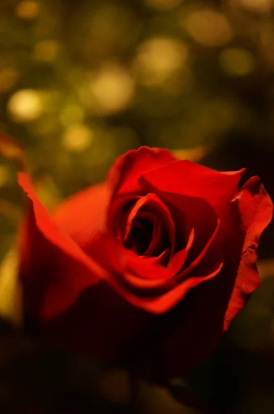 Una Messa Fuoco Selettiva Una Rosa Rossa — Foto Stock