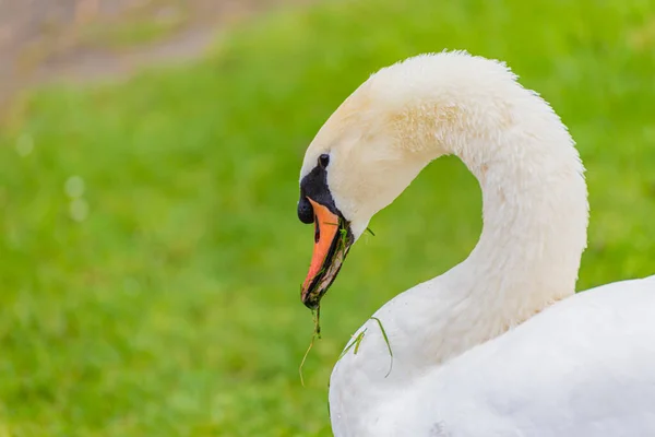 Portret Eleganckiego Łabędzia Niemego Cygnus Olor Zielonej Trawie Nad Stawem — Zdjęcie stockowe