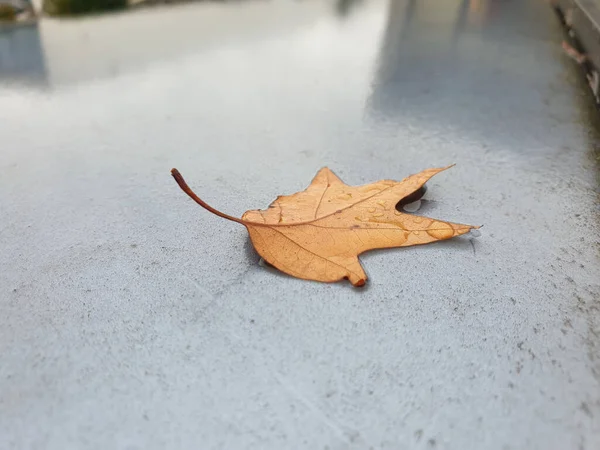 Une Feuille Sur Sol Automne — Photo