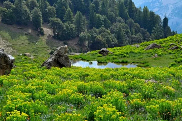 Krásný Výhled Malé Jezero Obklopené Zelenými Stromy Trávou Hornaté Oblasti — Stock fotografie