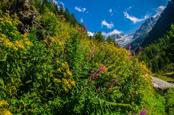 Прекрасный Вид Скалистые Альпы Сверкающие Голубым Небом Швейцарии — стоковое фото