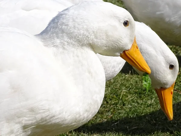 Closeup Shot Cute Geese Park — Stock Photo, Image