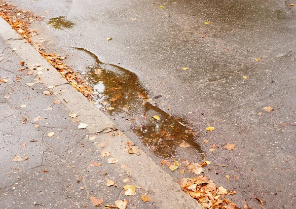 Water Puddle Leaves Sidewalk — Foto de Stock