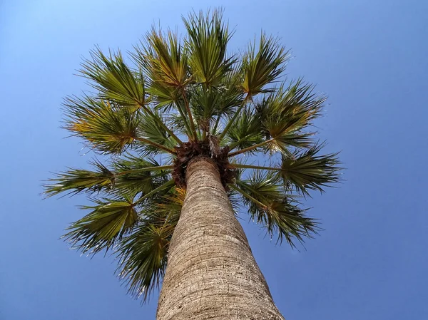 Low Angle Shot Palm Tree Blue Sky Background — стоковое фото