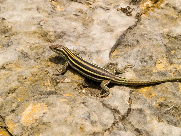 Podarcis Peloponnesiaca Ještěrka Skalách Řecko — Stock fotografie