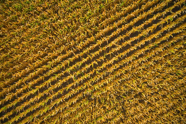 Aerial View Field Wallpaper Background — стоковое фото