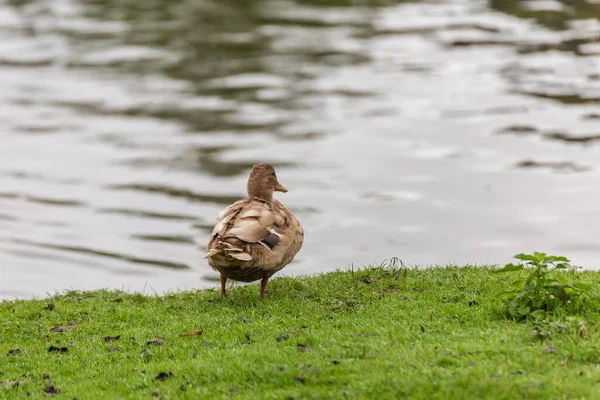 Eine Süße Nilgans Oder Ägyptische Gans Alopochen Aegyptiacus Teich — Stockfoto