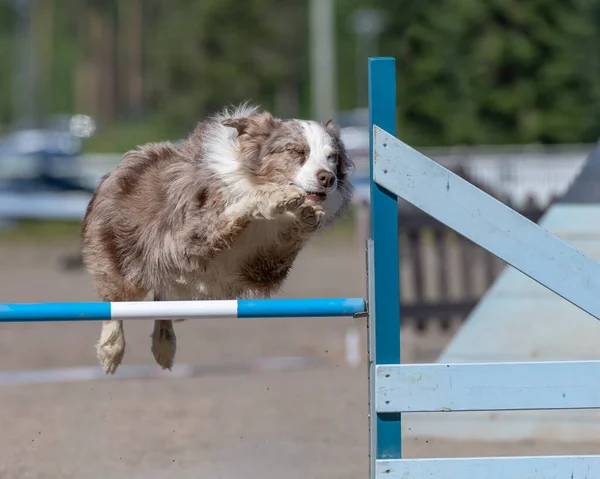 敏捷性のハードルを飛び越えるオーストラリアの羊飼い — ストック写真