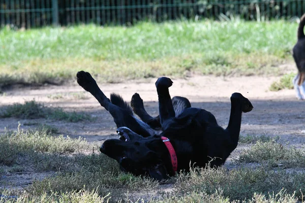 Ein Schwarzer Labrador Retriever Spielt Freien — Stockfoto