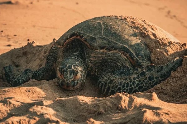 Hawaiian Green Sea Turtle Sover Sandstranden Solig Dag — Stockfoto
