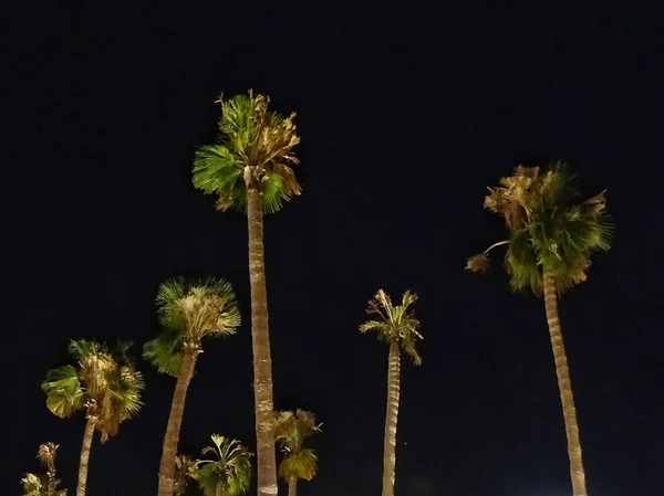 Beautiful Shot Palm Trees Night Sky Background — 图库照片