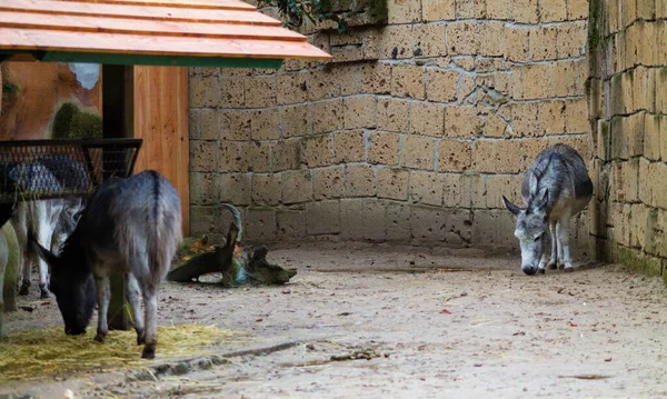 動物園のロバのグループ — ストック写真