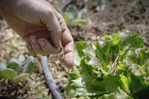 Female Hand Approaching Yellow Cricket Growing Salad Tuscany Italy — Stockfoto