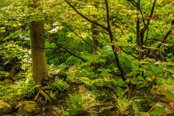 Прекрасний Знімок Зелених Дерев Рослин Лісі — стокове фото