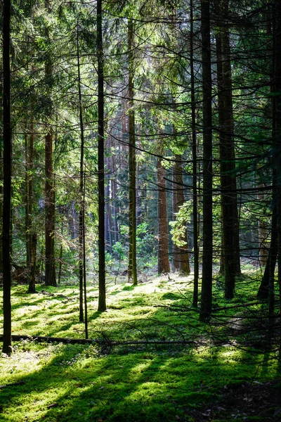 Вертикальний Знімок Прекрасного Лісу Сонячним Світлом Проникає Крізь Дерева — стокове фото