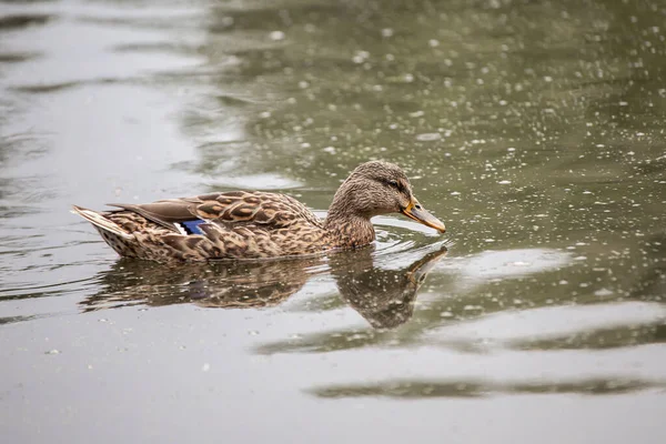 Canard Colvert Femelle Nageant Dans Lac — Photo