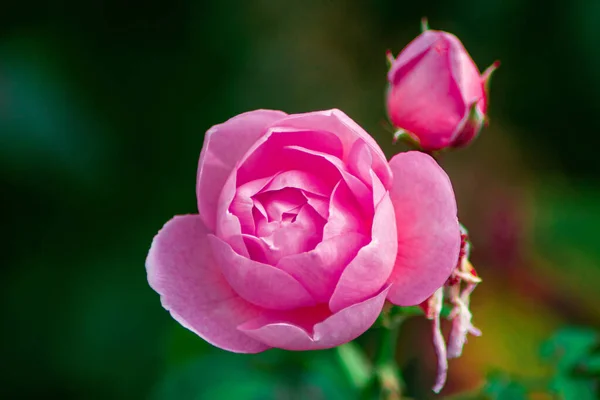 Ένα Κοντινό Πλάνο Από Ροζ Τριαντάφυλλα Για Ταπετσαρία Και Φόντο — Φωτογραφία Αρχείου