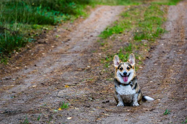 Cute Pembroke Welsh Corgi Park — Fotografia de Stock