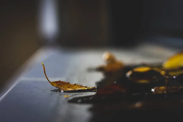 Золотий Лист Землі Восени — стокове фото