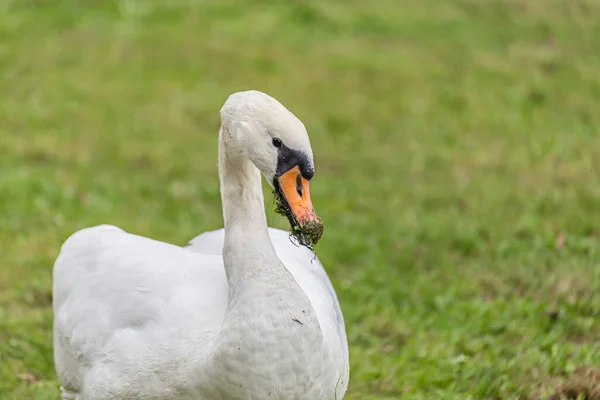 Een Portret Van Een Elegante Stomme Zwaan Cygnus Olor Groen — Stockfoto