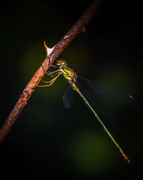 Colpo Verticale Una Libellula Gambo — Foto Stock