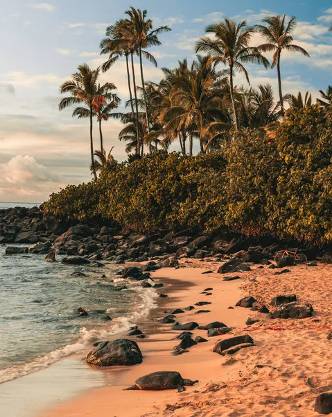 日落时分 在夏威夷的多云的天空和茂密的植被映衬下 美丽的拉尼亚凯海滩风景 — 图库照片