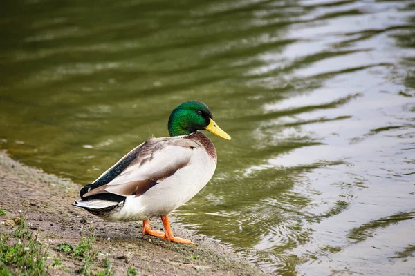 池のそばにいる雄のマガモ — ストック写真