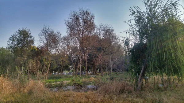 Una Vista Natural Árboles Vegetación Bajo Cielo Soleado —  Fotos de Stock