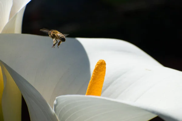 Egy Közelkép Mézelő Méhekről Egy Fehér Kala Virágon — Stock Fotó