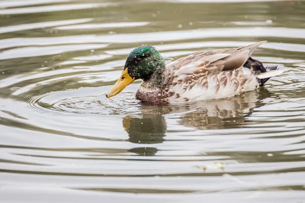 Cute Male Mallard Duck Swimming Lake Royalty Free Stock Photos