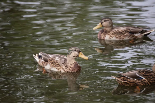 Dois Patos Reais Fêmeas Nadando Lago — Fotografia de Stock