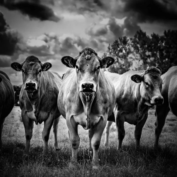 Kameranın Önünde Duran Bir Inek Sürüsünün Gri Tonlu Görüntüsü — Stok fotoğraf