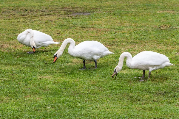 Łabędzie Białe Cygnus Olor Zielonej Trawie Nad Stawem — Zdjęcie stockowe